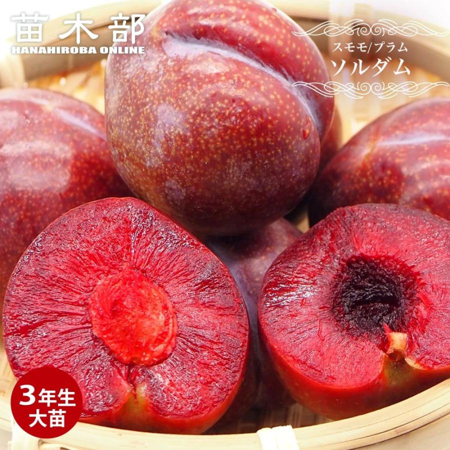 すもも 苗木 ソルダム 3年生接木大苗 1m苗 産地で剪定済 1.0m苗 : 苗木