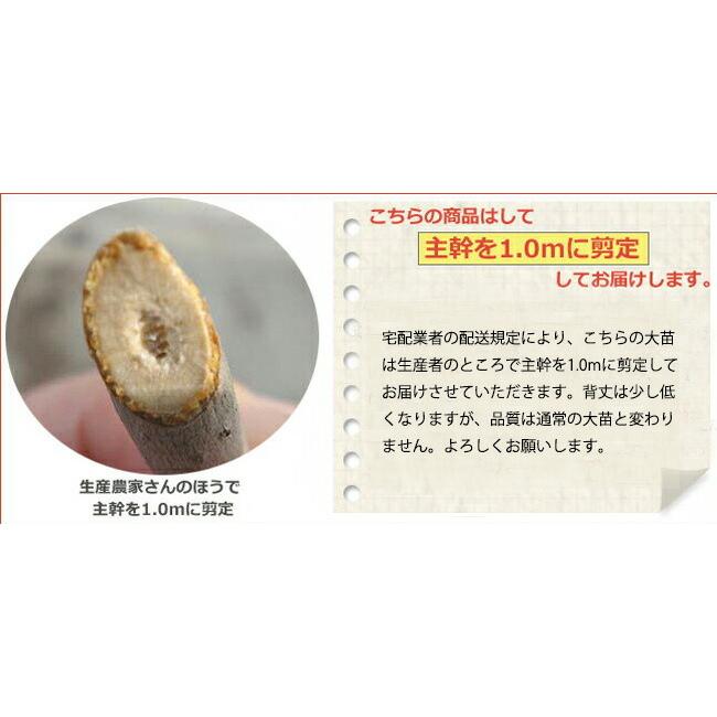 品種ガラリ(すもも)大苗木3本 hanahirobaonline_puramu-