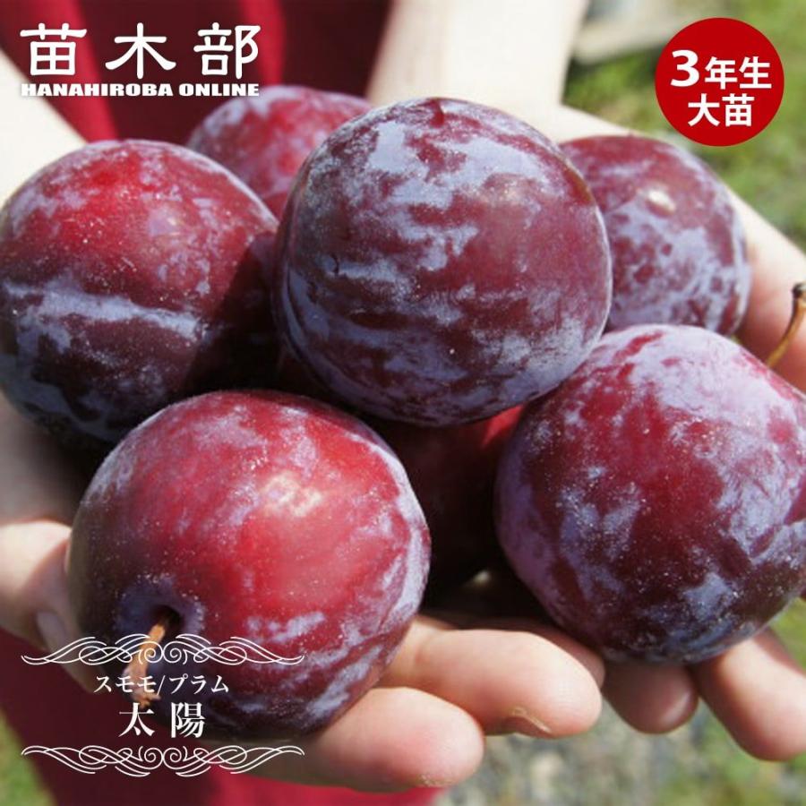 すもも 苗木 太陽 3年生接木大苗 産地で剪定済 1.0m苗 : 苗木部 花