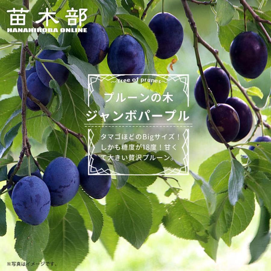 プルーン ジャンボパープル 2年生接木苗 スリット鉢植え 予約販売10〜11月頃入荷予定 | 