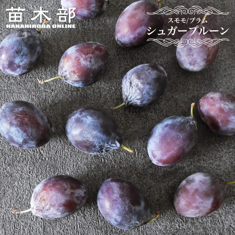 プルーン 苗木 シュガープルーン 1年生接木苗 予約販売11〜12月頃入荷