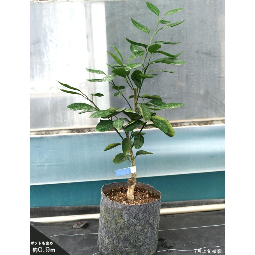 麗紅 れいこう オレンジ 2年生接木苗木 Reikou Mikan05 苗木部 花ひろばオンライン 通販 Yahoo ショッピング