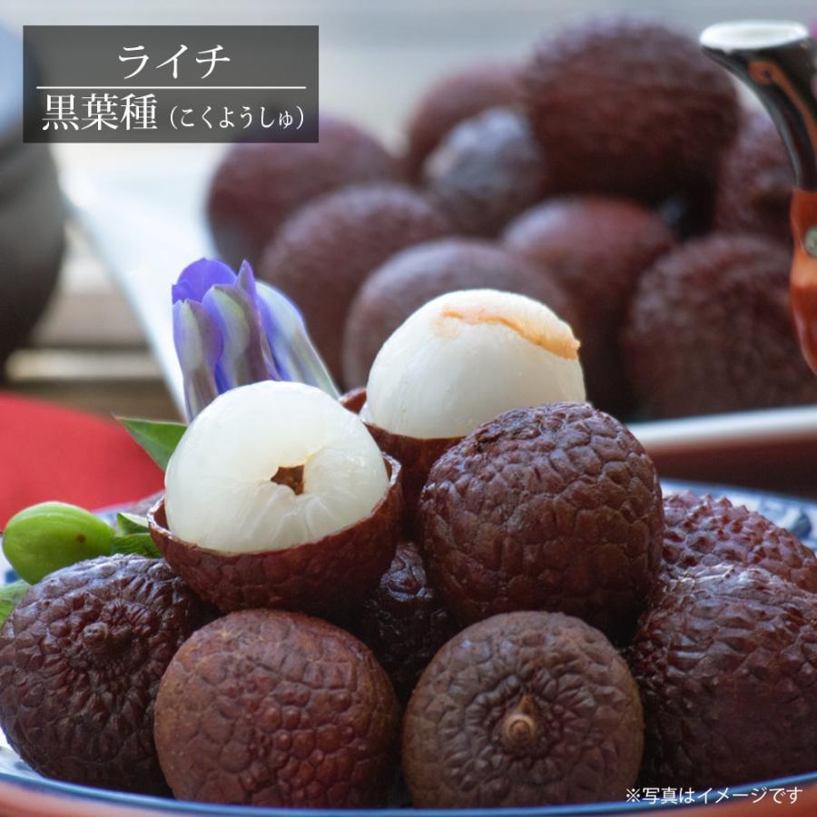 ライチ 黒葉種 4 5号ポット苗 沖縄県産 Reishi Kokuyou01 苗木部 花ひろばオンライン 通販 Yahoo ショッピング