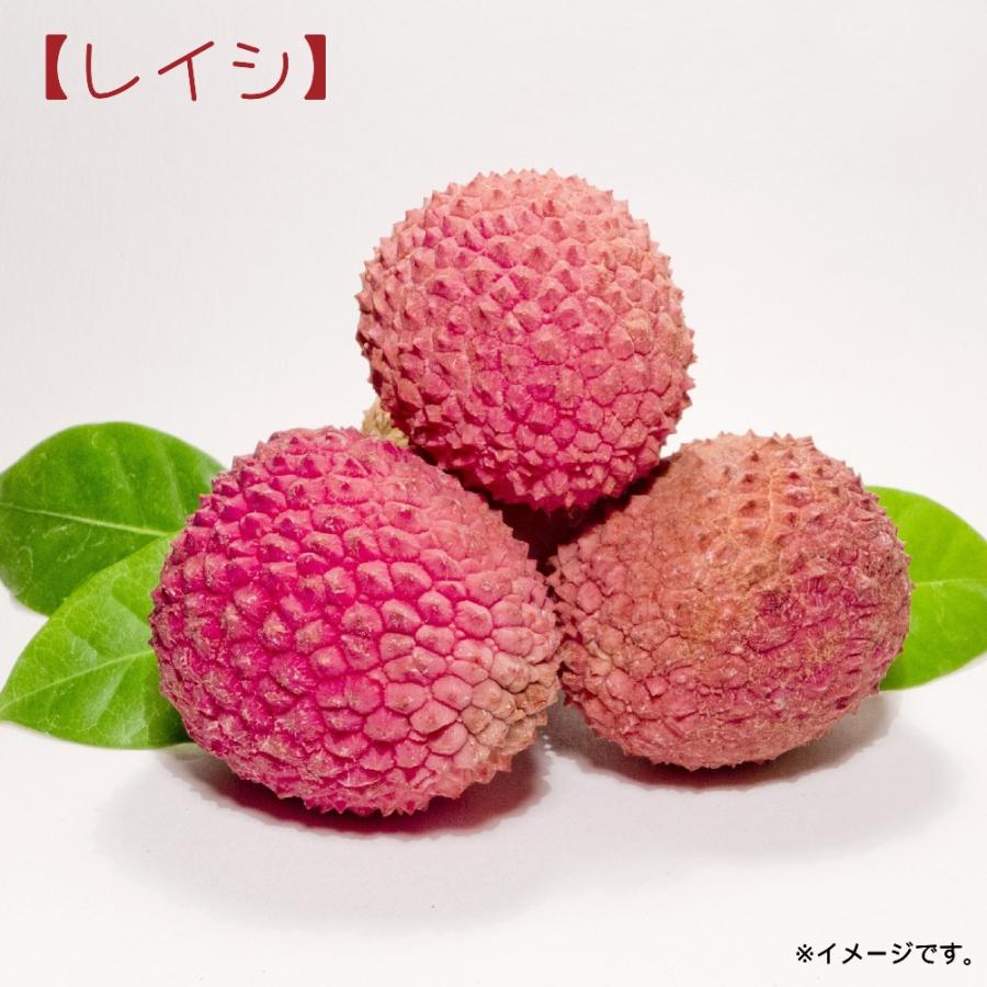 ライチ ノーマイチ糯米（もちごめ） 4.5号ポット苗 沖縄県産 : 苗木部