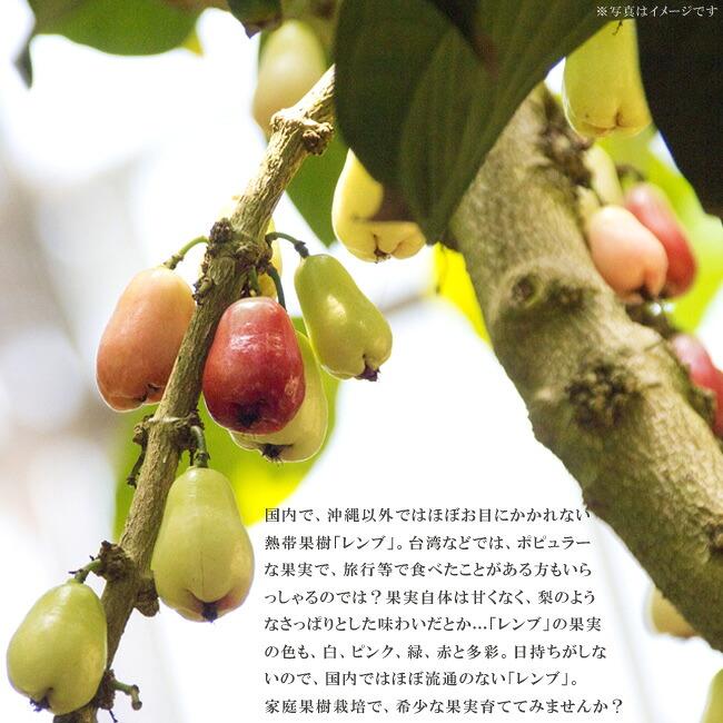 赤レンブ 苗 4.5号ポット 沖縄県産 : 苗木部 花ひろばオンライン