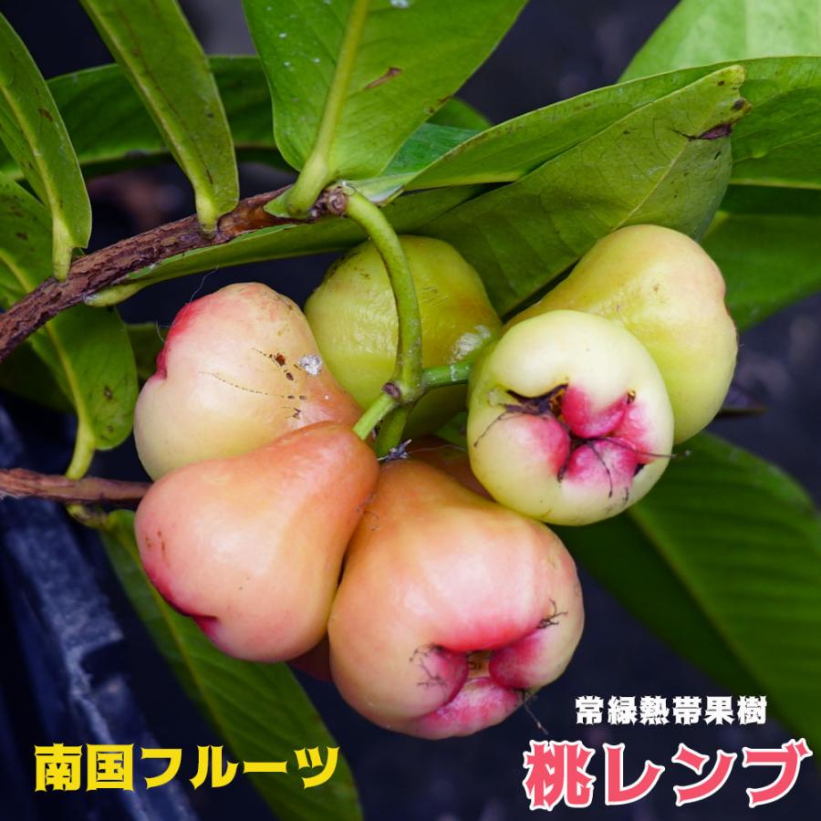 桃レンブ 苗 4.5号ポット 沖縄県産 :renbu-pink01:苗木部 花ひろばオンライン 通販 沖縄フルーツセット グリーンマンゴー レンブ