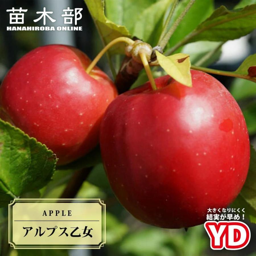 アルプス乙女8パック アルプス乙女 姫リンゴ苗木 【公式通販】