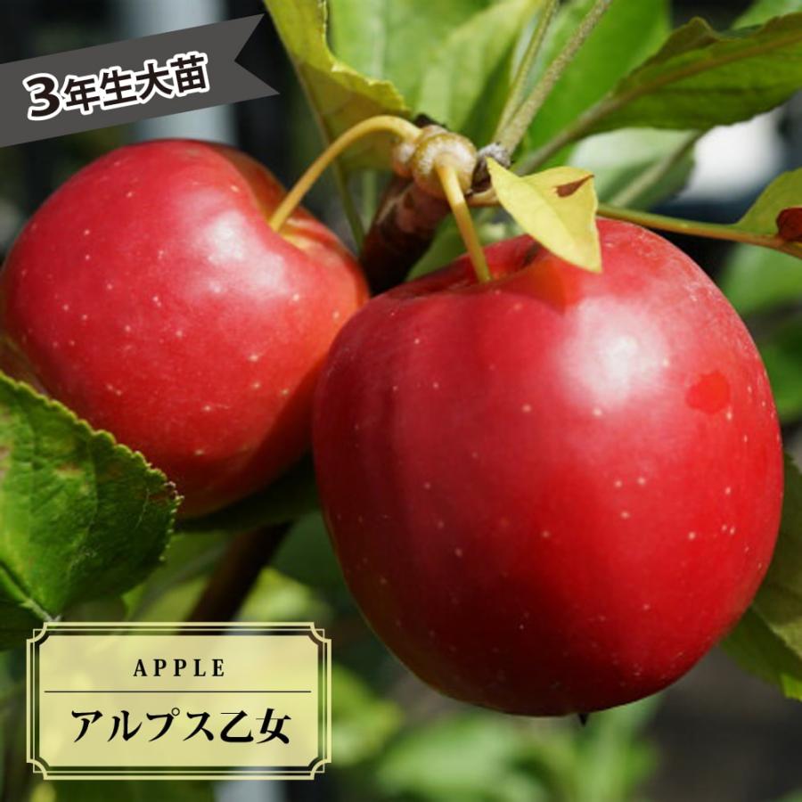 りんご アルプス乙女 3年生接木1m大苗 産地で剪定済 1.0m苗 予約販売10月下旬頃発送予定。 :ringo-arupusuotome03-s:苗木部 花ひろばオンライン - 通販 - Yahoo!ショッピング りんご アルプス乙女 3年生接木1m大苗 産地で剪定済 1.0m苗 予約販売10月下旬頃発送予定。 :ringo-arupusuotome03-s:苗木部 花ひろばオンライン - 通販 - Yahoo!ショッピング