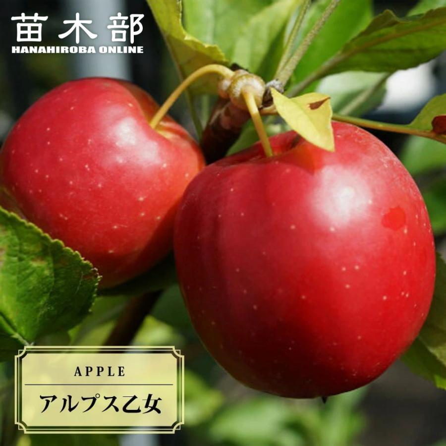 姫りんご 苗木 アルプス乙女 2年生接木苗 スリット鉢植え 限定販売