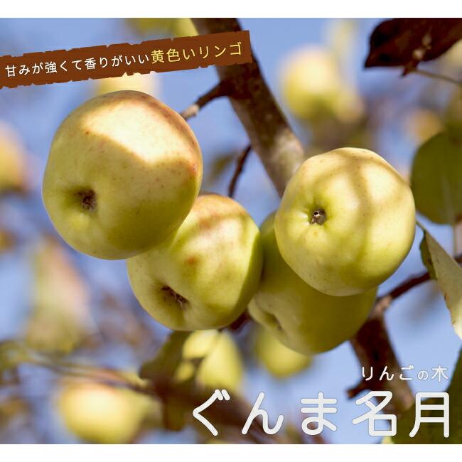 りんご苗木 YDぐんま名月 3年生矮性台木接木1.1m大苗 : 苗木部 花