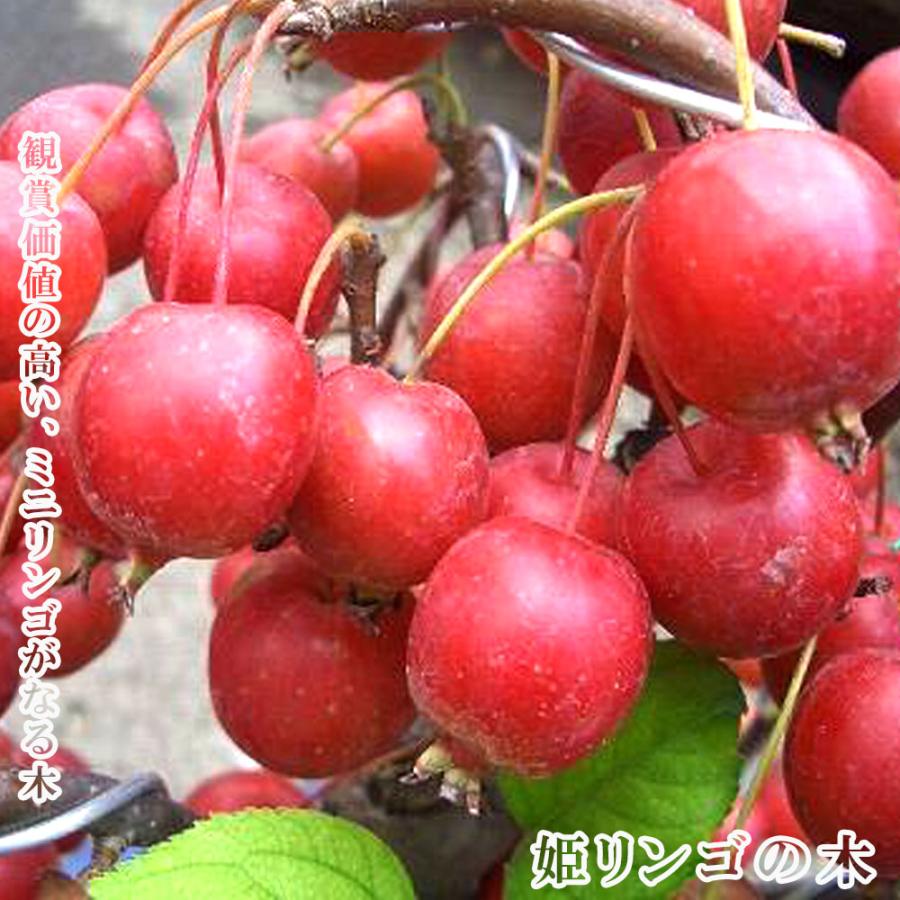 りんご 姫リンゴ ヒメリンゴ 1年生 接ぎ木 苗 観賞花木 Ringo Himeringo1 苗木部 花ひろばオンライン 通販 Yahoo ショッピング