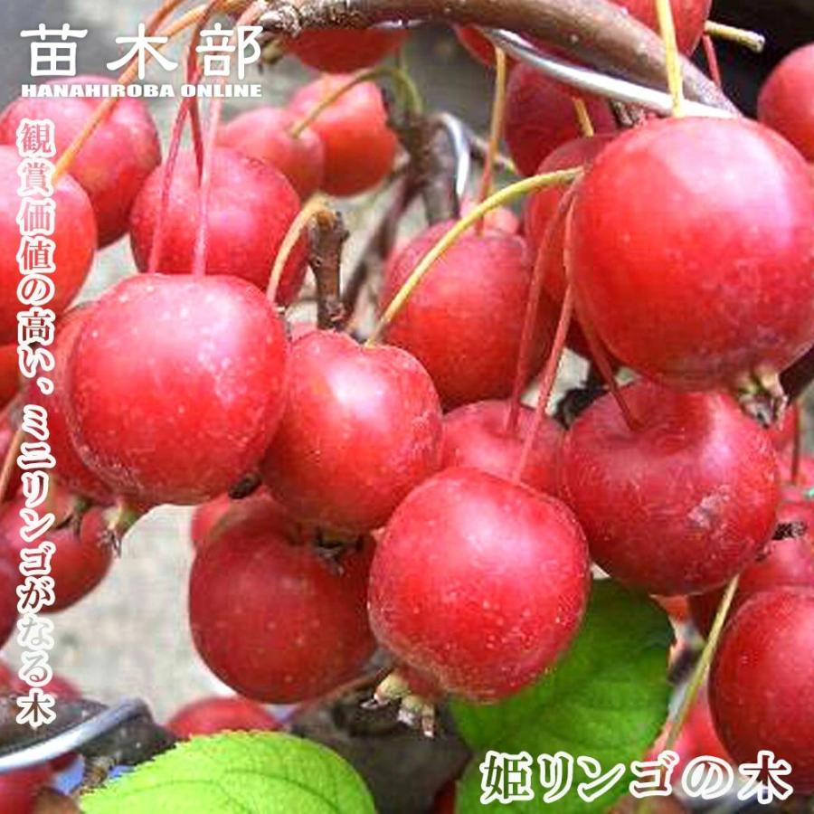 姫リンゴ果樹の苗木（新芽付き） 姫りんご 苗木 アルプス乙女 1年生接木苗 : 苗木部 花ひろばオンライン