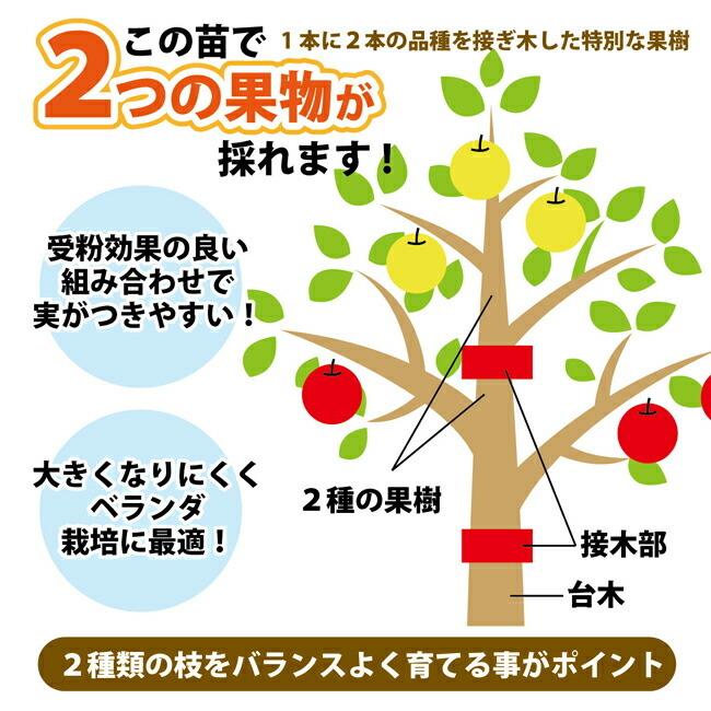 ダブルプランツ りんご 苗木 王林 ふじ 2種接ぎ木 2年生 フレグラーポット鉢植え 林檎 Ringo Hybrid 01i 苗木部 花ひろばオンライン 通販 Yahoo ショッピング