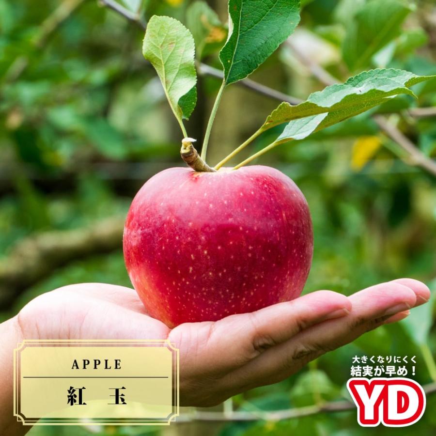 りんご苗木 YD紅玉 1年生矮性台木接木苗 : 苗木部 花ひろば りんご苗木 YD紅玉 1年生矮性台木接木苗 : 苗木部 花ひろば