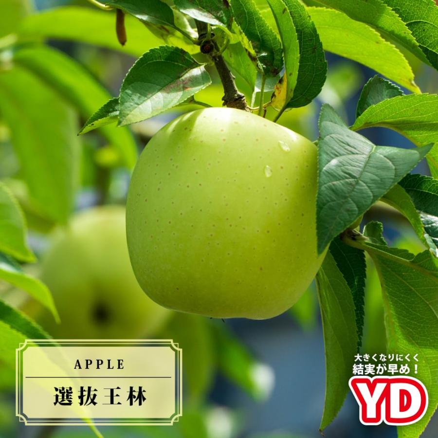 りんご苗木 YD選抜王林 2年生矮性台木接木苗 スリット鉢植え