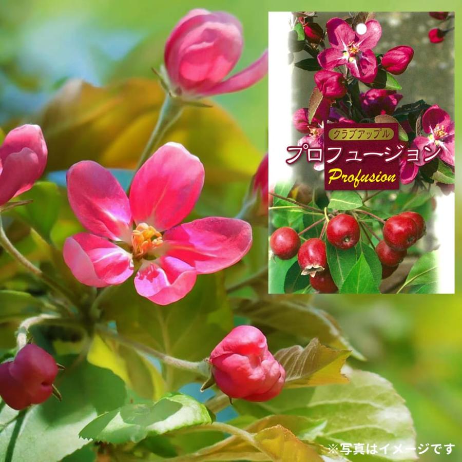 姫りんご 苗木 プロフュージョン 2年生接木苗 ロングスリット鉢植え