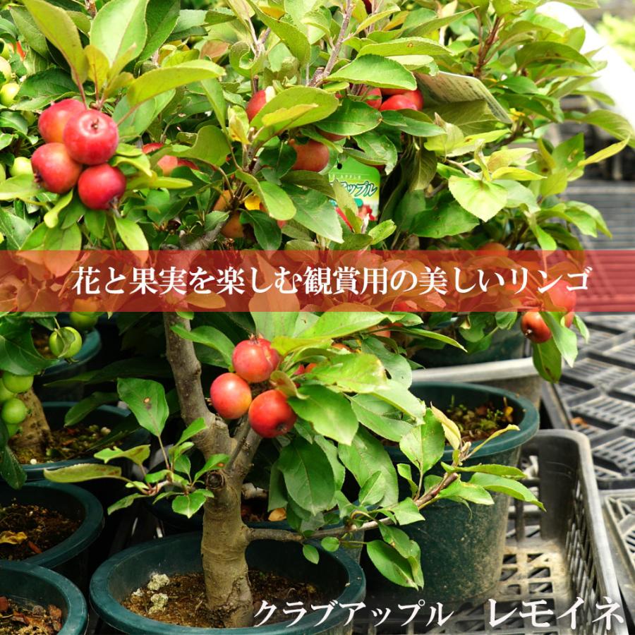 姫りんご 苗木 レモイネ 1年生接木苗 クラブアップル : 苗木部 花