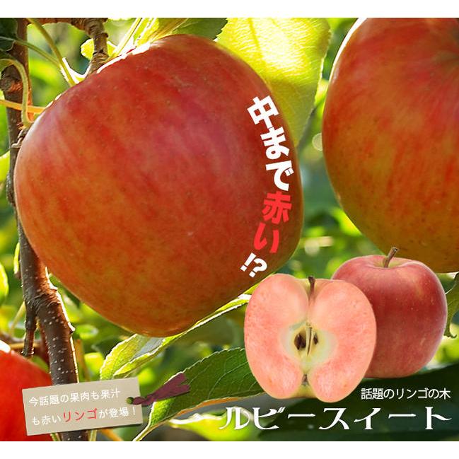 りんご苗木 ルビースイート 1年生接木苗 : 苗木部 花ひろばオンライン