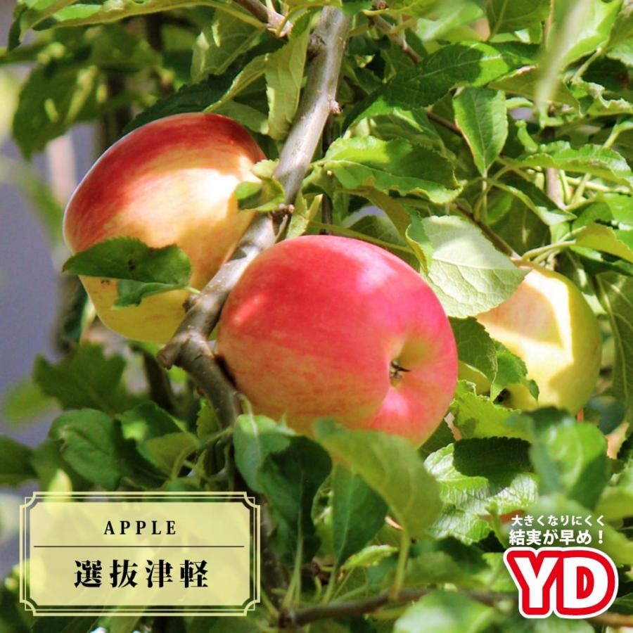りんご苗木 YD選抜津軽 2年生矮性台木接木苗 スリット鉢植え 限定販売 