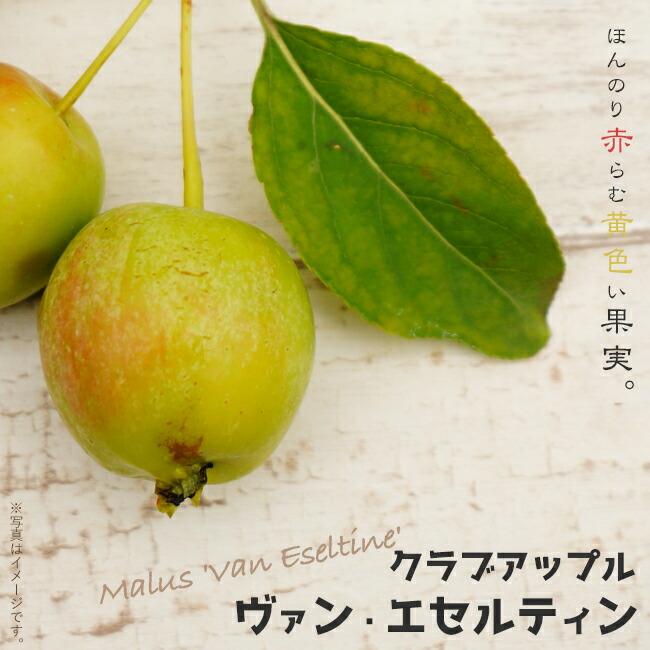 姫りんご 苗木 ヴァンエセルティン 2年生接木苗 ロングスリット鉢植え