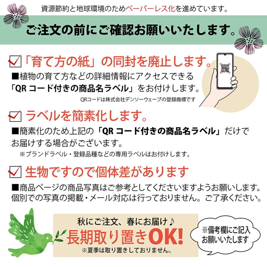 姫りんご 苗木 ヴァンエセルティン 2年生接木苗 ロングスリット鉢植え 