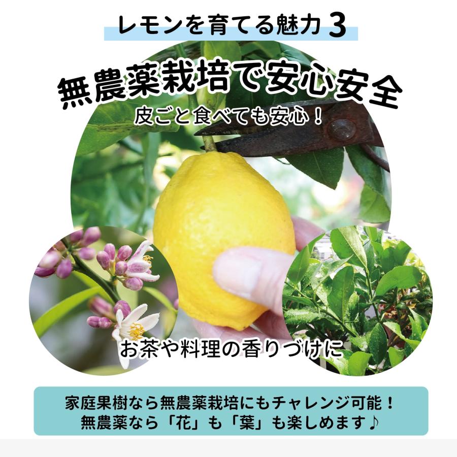 寒さに強いレモンの木 鉢植え選抜トゲなしリスボン 2年生接木苗 ロング