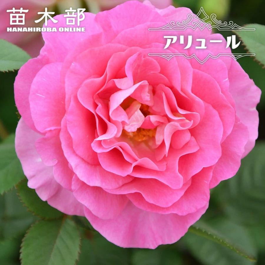 期間限定セール！１株限定！接木株　二年生株　廃盤のバラ苗 期間限定セール！1株限定！接木株 二年生株 廃盤のバラ苗 【公式通販】