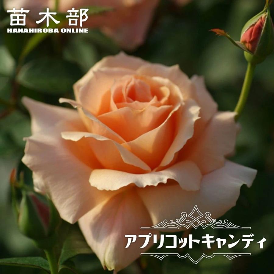 四季咲きバラ苗 アプリコットキャンディ 2年生大苗 登録品種・品種登録
