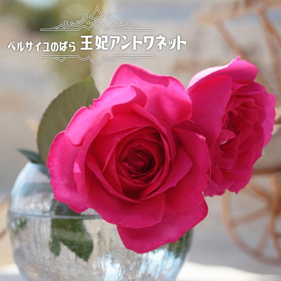 バラ苗 ベルサイユのばら 王妃アントワネット 大苗 木立バラ メイアン 四季咲き バラ苗木 Rose Berusaiyunobara060 07 苗木部 花ひろばオンライン 通販 Yahoo ショッピング