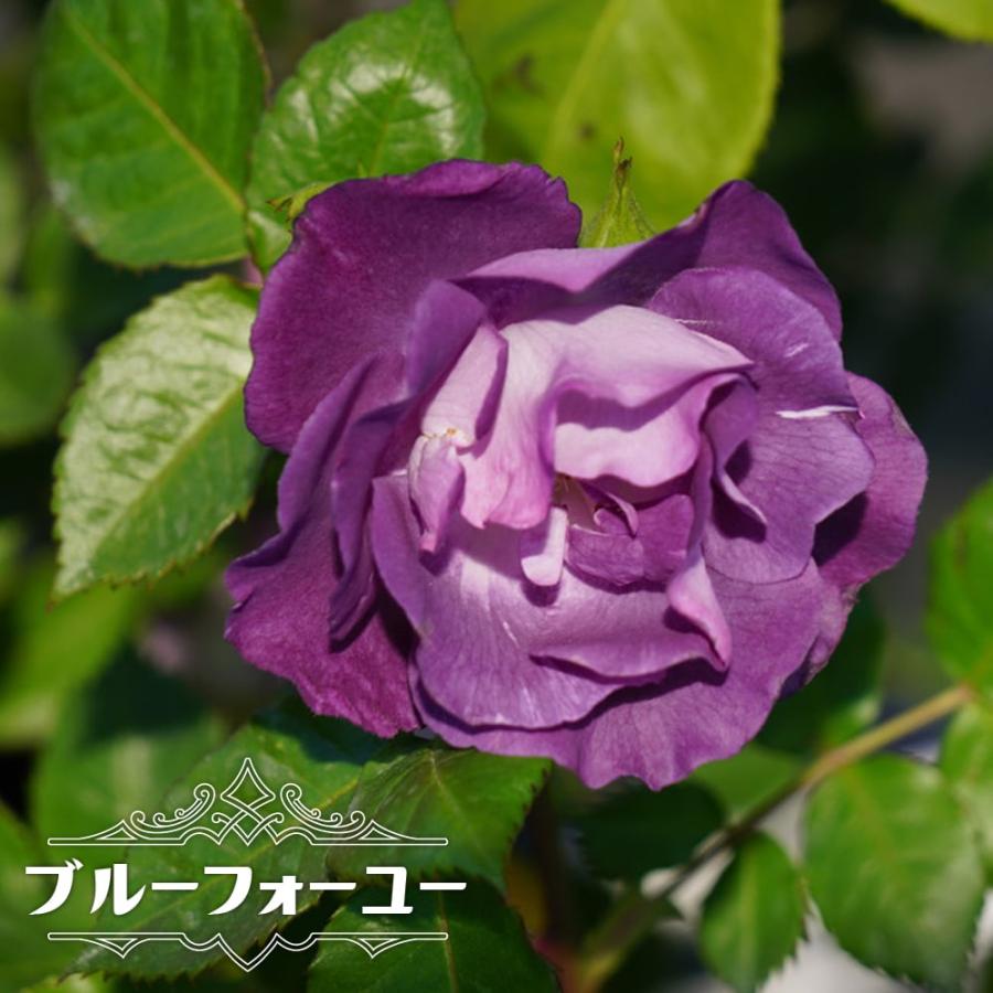 バラ苗 ブルーフォーユー ワーナーズ ローゼズ 大苗 6号ポット 紫色 バラ 苗 四季咲き 木立性 中輪 Rose Blueforyou02 苗木部 花ひろばオンライン 通販 Yahoo ショッピング