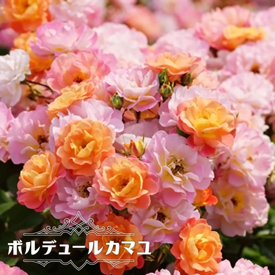 バラ苗 ボルデュールカマユ 小輪 デルバール Del 国産苗 大苗 6号ポット 四季咲き オレンジピンク色 バラ 苗 予約販売12 翌1月頃入荷予定 Rose Bordurecamaieiu 苗木部 花ひろばオンライン 通販 Yahoo ショッピング