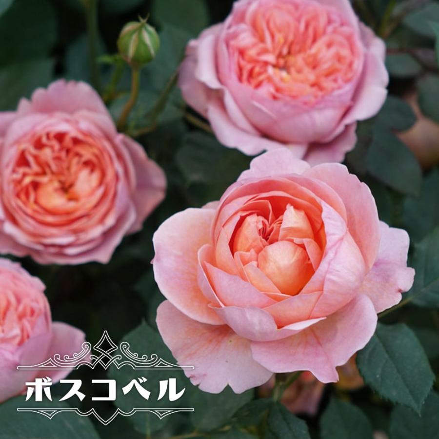 バラ苗 ボスコベル 大輪 イングリッシュローズ 6号ポット 大苗 強健 Rose Boskobell02 苗木部 花ひろばオンライン 通販 Yahoo ショッピング