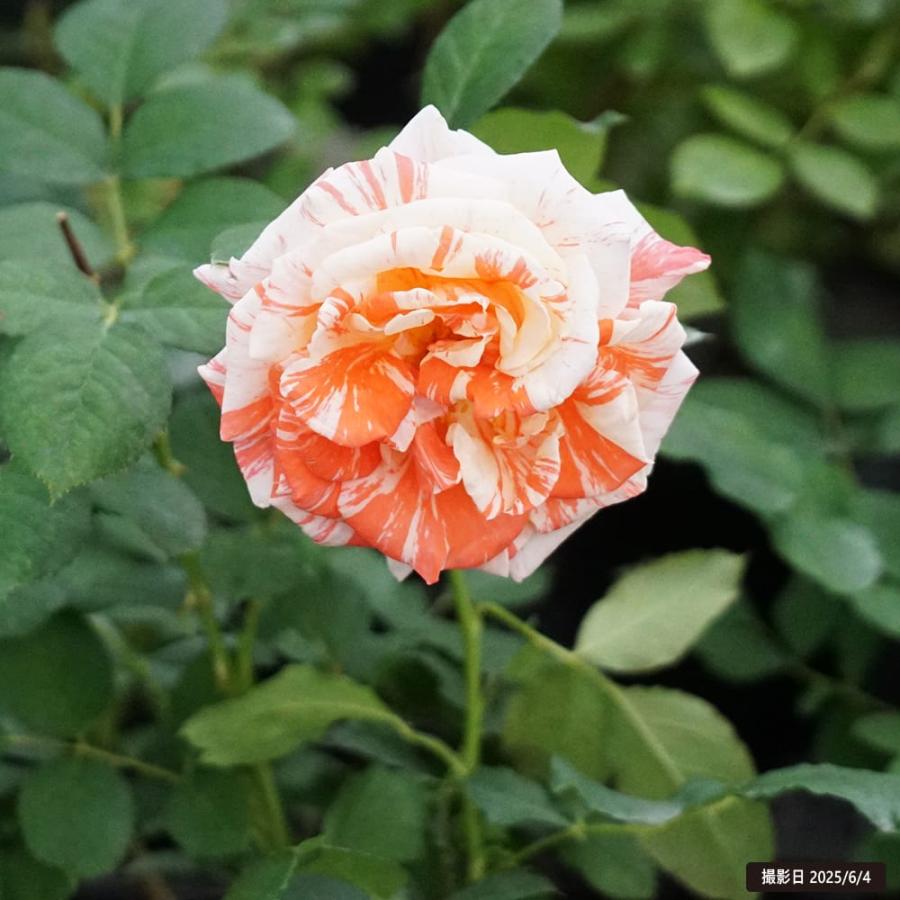 四季咲きバラ クロエ 2年生接木苗 : 苗木部 花ひろばオンライン - 通販