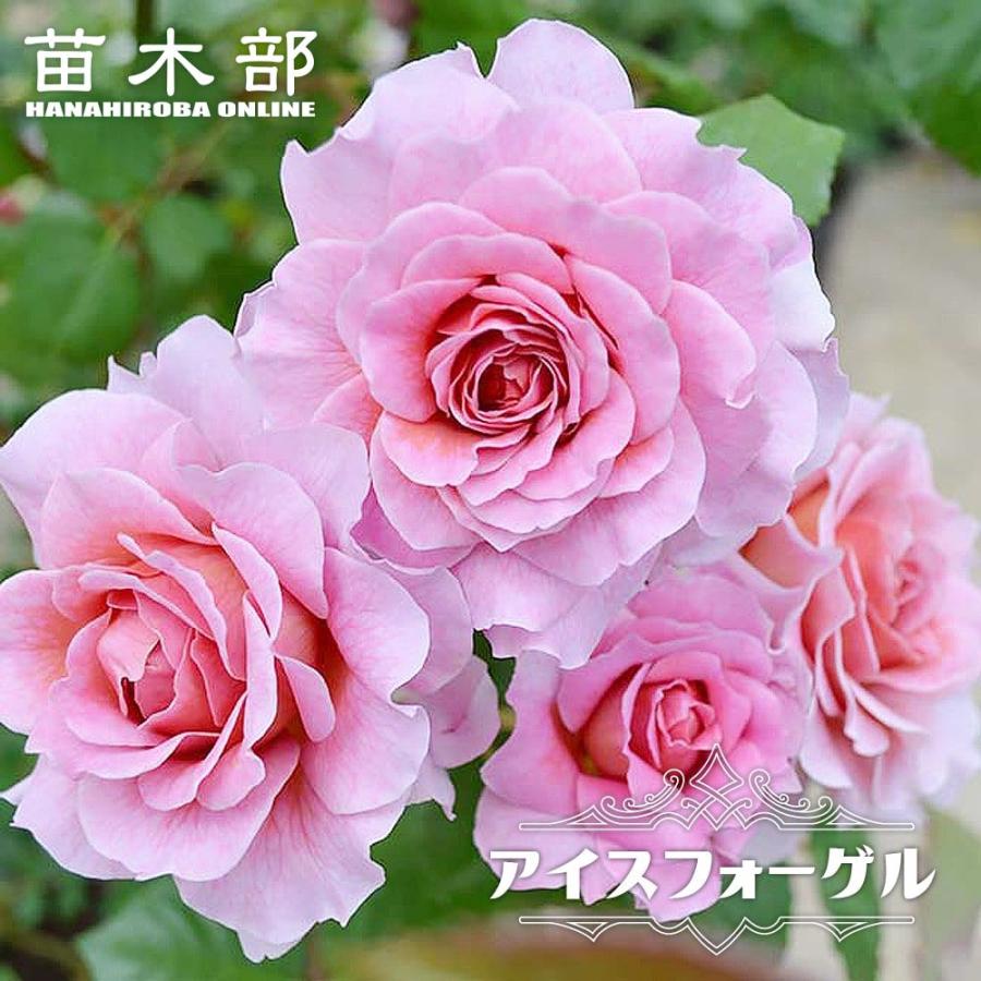 強香つるバラ アイスフォーゲル 2年生大苗 6号ポット : 苗木部 花