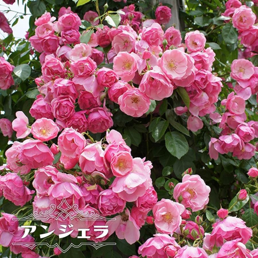 四季咲きつるバラ アンジェラ 2年生大苗 Rose Cl Anjera 苗木部 花ひろばオンライン 通販 Yahoo ショッピング