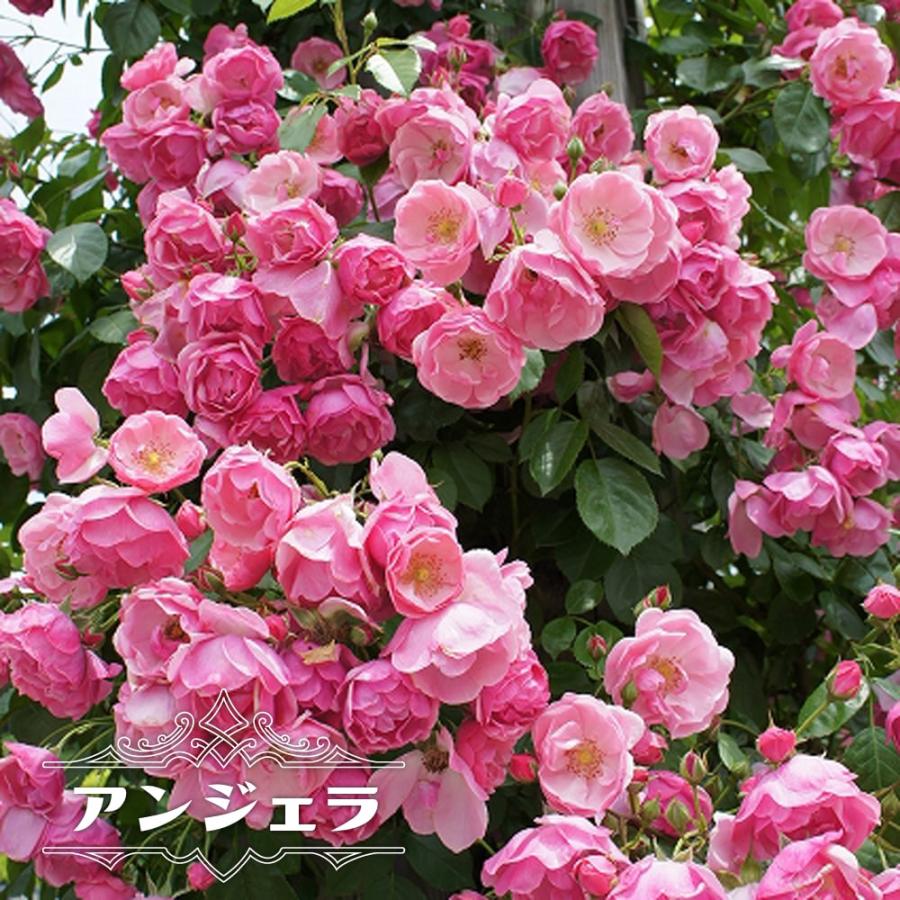 バラ苗 アンジェラ 1年生 新苗 つるバラ 四季咲き ピンク 強健 バラ 苗 つるばら フェンス 予約販売4 5月頃入荷予定 Rose Cl Anjera 1 苗木部 花ひろばオンライン 通販 Yahoo ショッピング