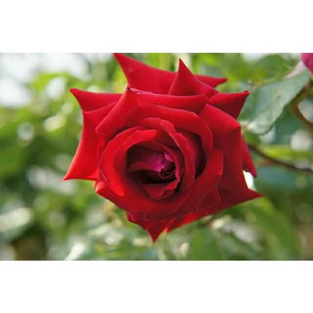 四季咲きつるバラ アンクルウォルター 3年生特大苗 Rose Cl Ankuruworuta 3nen 苗木部 花ひろばオンライン 通販 Yahoo ショッピング