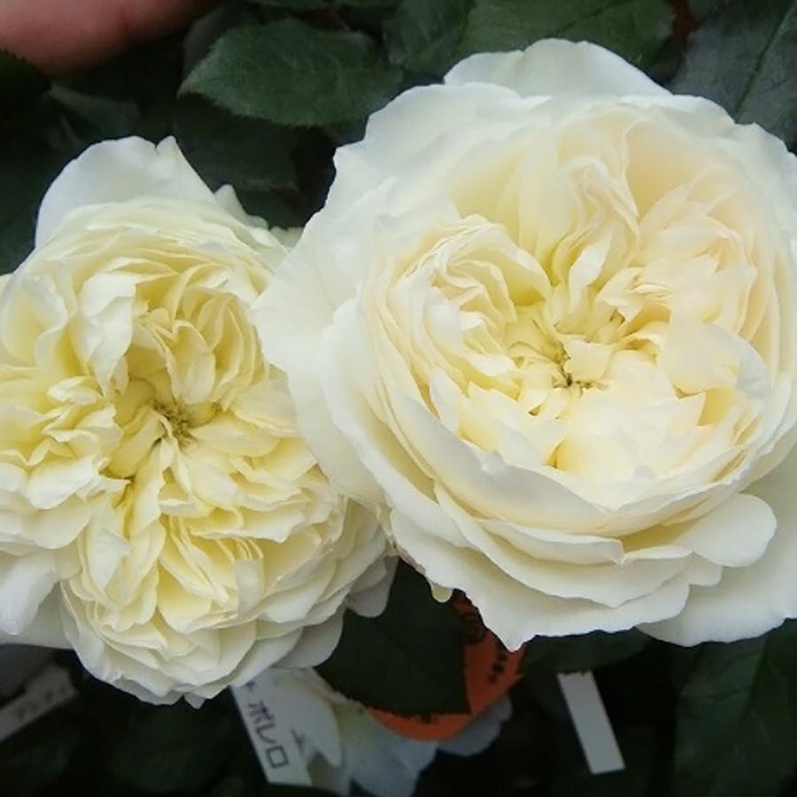 強香四季咲きバラ苗 ボレロ 2年生大苗 : 苗木部 花ひろばオンライン
