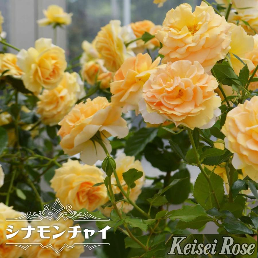 つるバラ シナモンチャイ 2年生大苗 登録品種 品種登録 予約販売12月 翌年1月中に順次入荷 Rose Cl Cinnamon Chai 苗木部 花ひろばオンライン 通販 Yahoo ショッピング