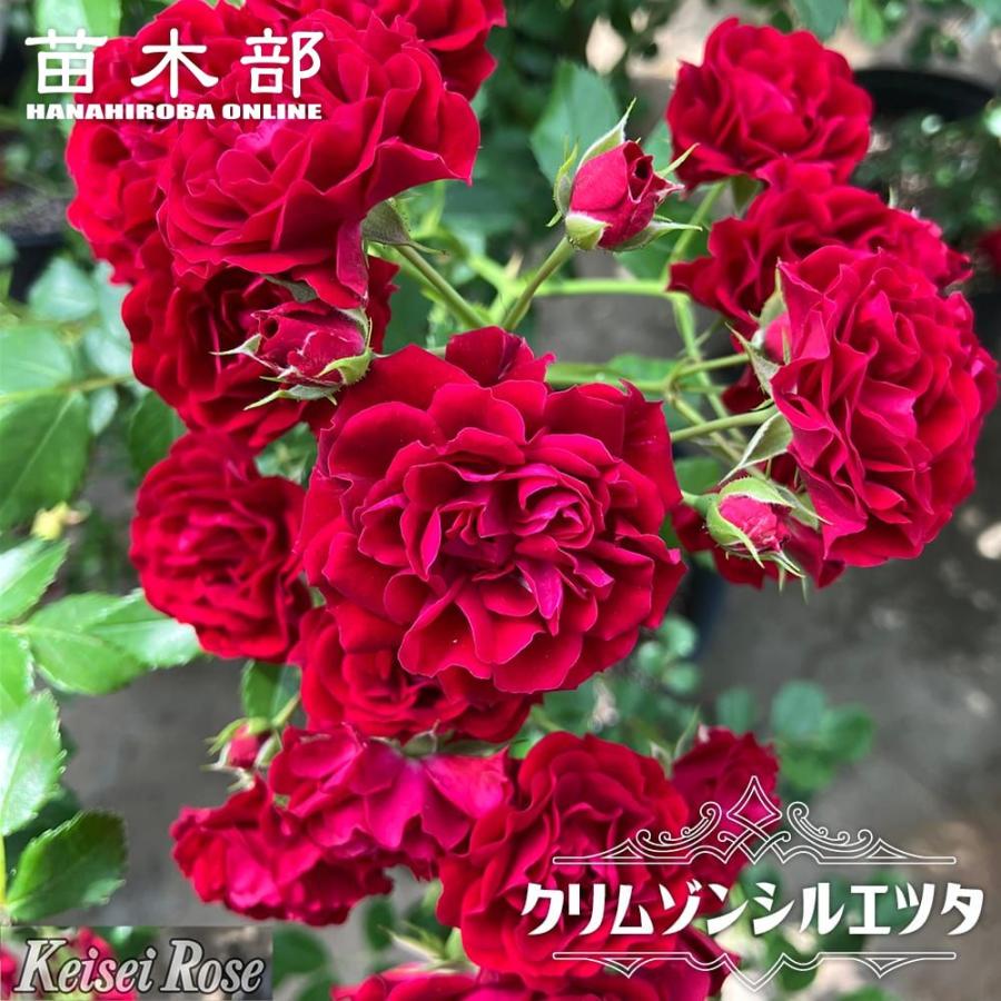 つるバラ苗 クリムゾンシルエッタ （CL） 2年生大苗 登録品種・品種