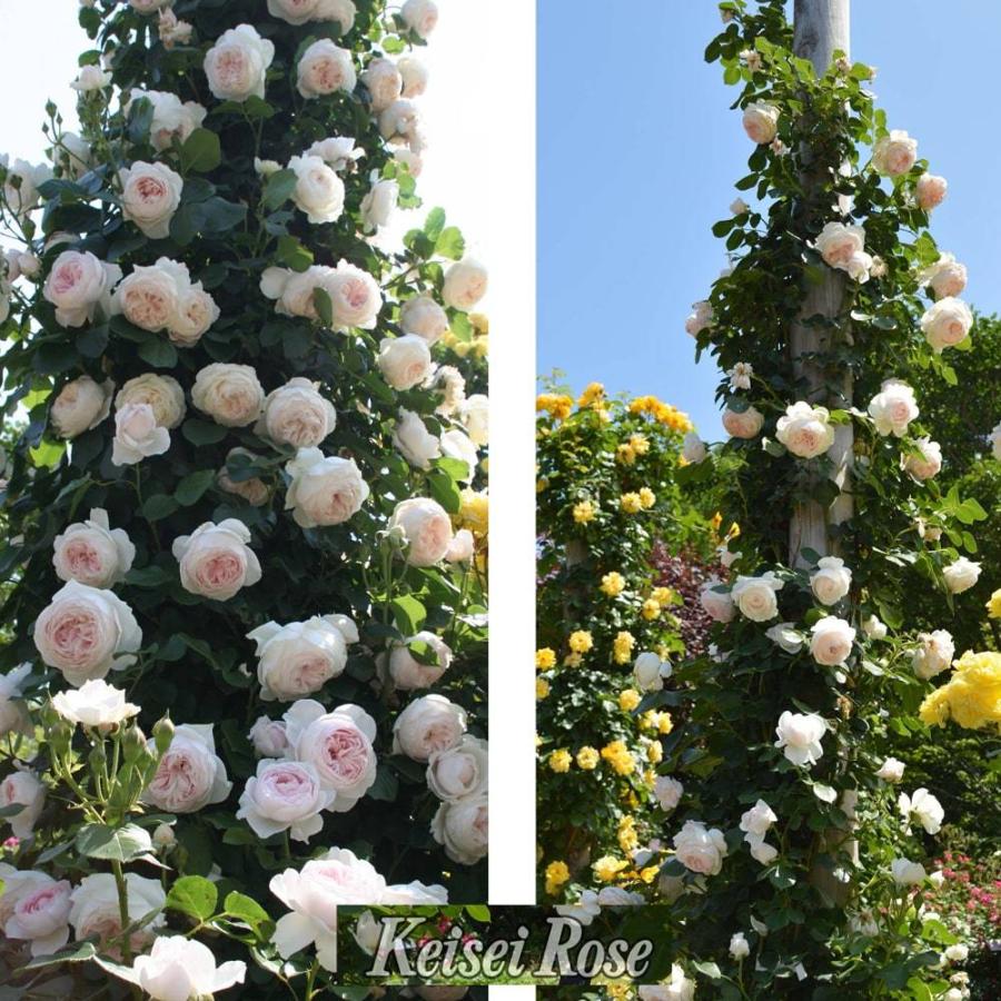 四季咲きつるバラ クリスティアーナ 2年生大苗 予約販売12 翌1月頃入荷予定 Rose Cl Cristya Na02 苗木部 花ひろばオンライン 通販 Yahoo ショッピング