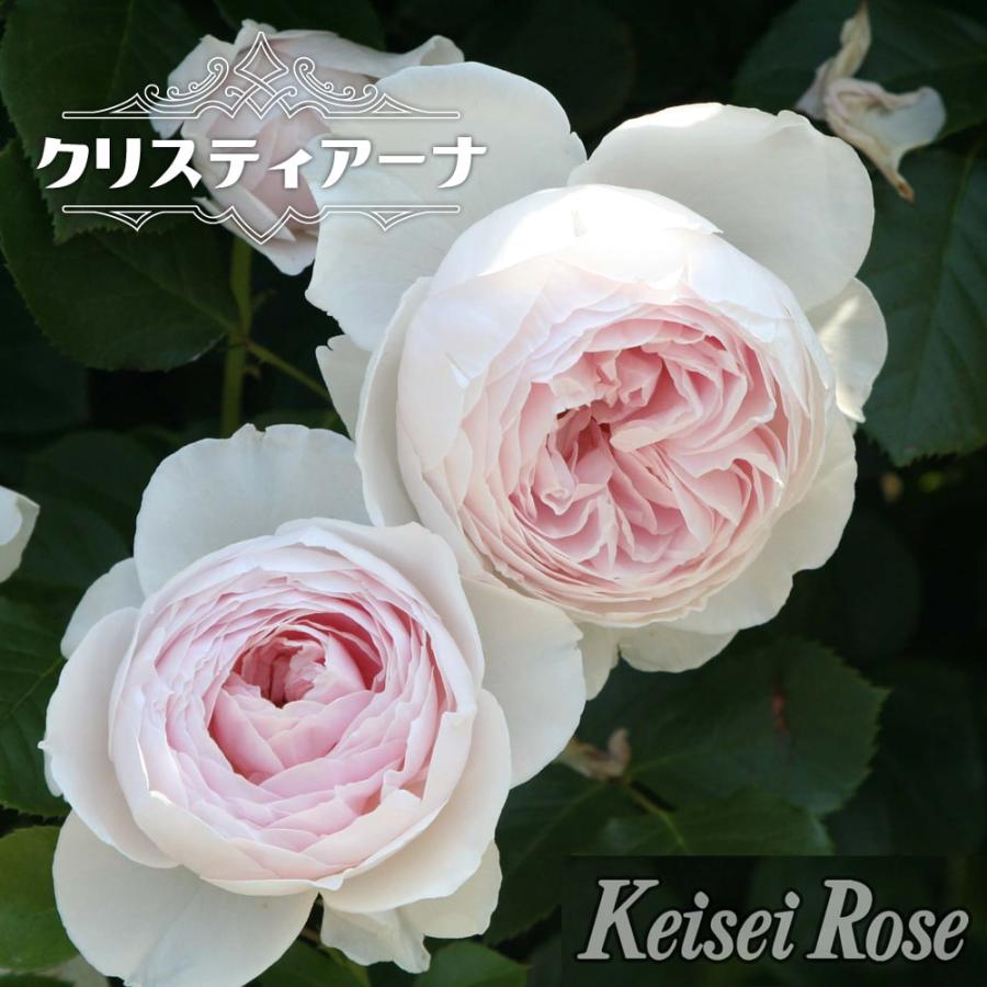 四季咲きつるバラ クリスティアーナ 3年生長尺1.5m苗 登録品種・品種