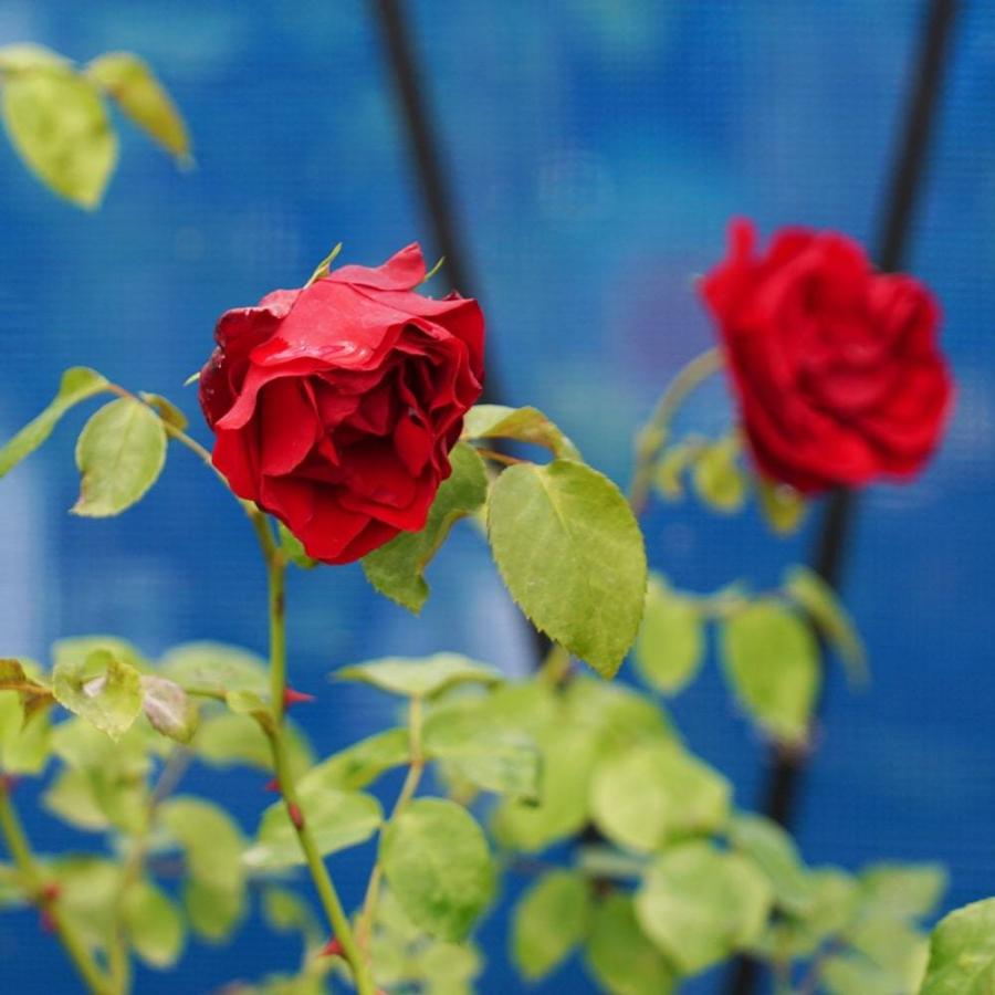 バラ苗 ダブリンベイ 長尺苗 つるバラ 赤色 四季咲き 黄色 強健 バラ 苗 西濃運輸お届け 北海道 沖縄 離島不可 Rose Cl Daburinbei N 苗木部 花ひろばオンライン 通販 Yahoo ショッピング