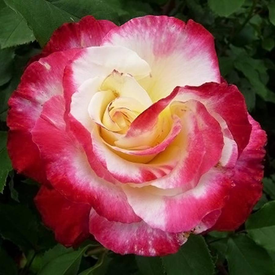 バラ苗 つるダブルデライト 国産苗 大苗 6号ポット 複色 強香 バラ 苗 予約販売12 翌1月頃入荷予定 Rose Cl Daburuderaito02 苗木部 花ひろばオンライン 通販 Yahoo ショッピング