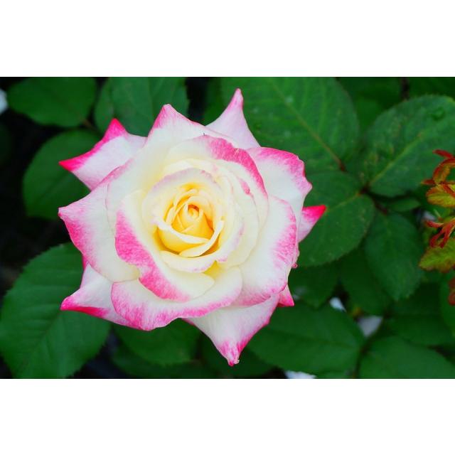 バラ苗 つるダブルデライト 3年生特大苗 つるバラ 複色 強香 バラ 苗 フルーツ系 Rose Cl Daburuderaito03 S 苗木部 花ひろばオンライン 通販 Yahoo ショッピング