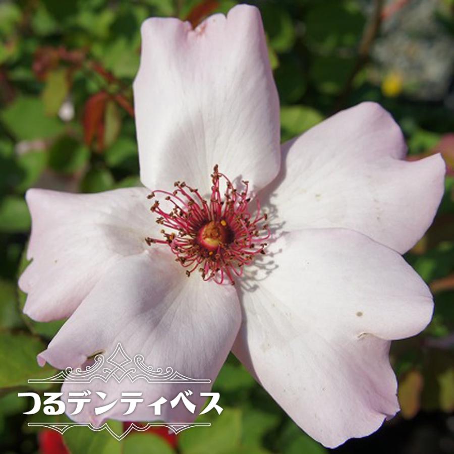バラ苗 つるデンティベス 大苗 つるバラ 薄ピンク色 強香 バラ 苗 つるばら スパイシー系 Rose Cl Dentelibesu 苗木部 花ひろばオンライン 通販 Yahoo ショッピング