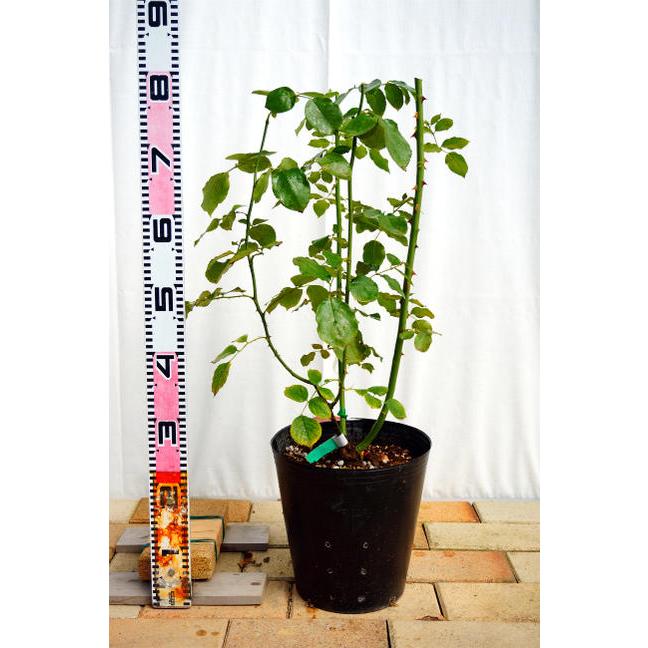 バラ苗 ドンファン 3年生特大苗 つるバラ トゲが少ない 四季咲き 赤色 強健 バラ 苗 つるばら バラ苗木 花