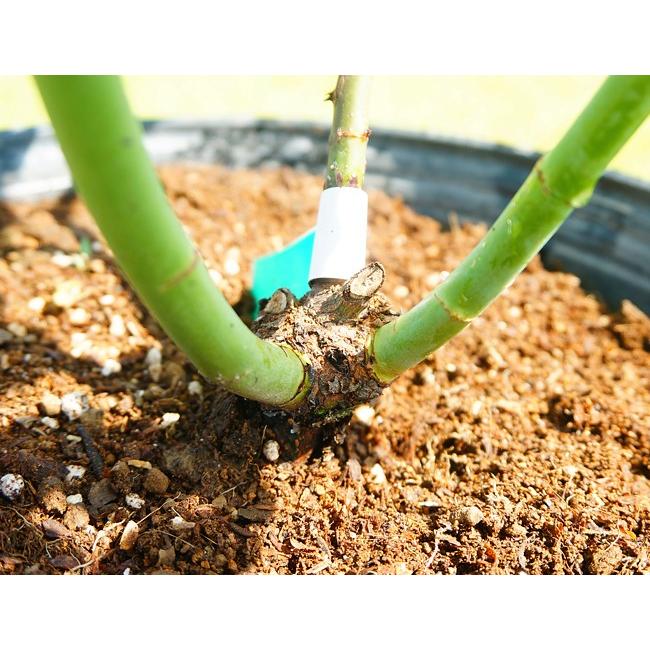 バラ苗 ドンファン 3年生特大苗 つるバラ トゲが少ない 四季咲き 赤色 強健 バラ 苗 つるばら バラ苗木 花