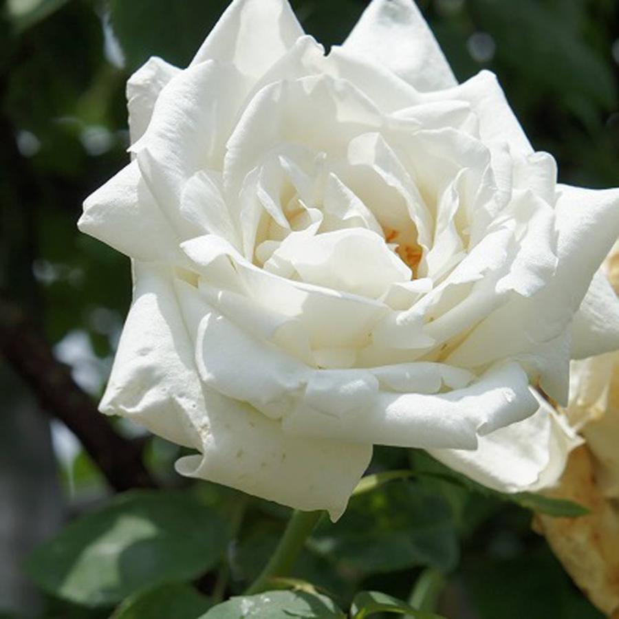 バラ苗 フラウカールドルシュキ 大苗 つるバラ 初心者に超おすすめ 白色 強健 バラ 苗 つるばら Rose Cl Furauka Rudoshuki 苗木部 花ひろばオンライン 通販 Yahoo ショッピング