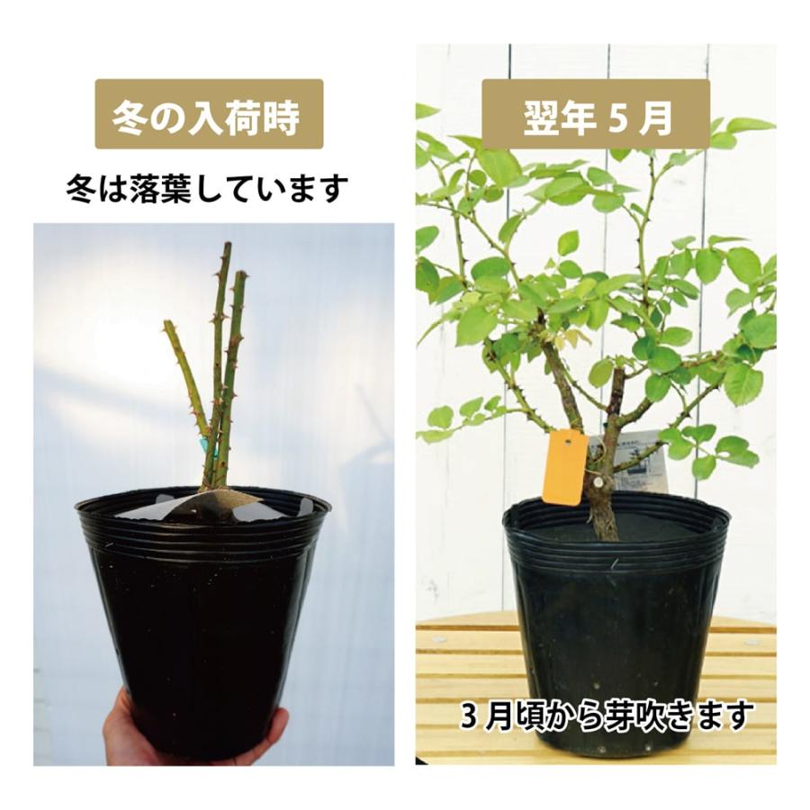 四季咲きバラ苗 ガーデンオブローゼズ 2年生大苗 : 苗木部 花 四季咲きバラ苗 ガーデンオブローゼズ 2年生大苗 : 苗木部 花